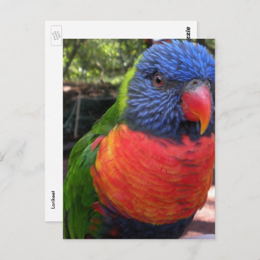 Loriket Briefkaart (Voorkant / Achterkant)