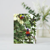 Loriket Briefkaart (Staand voorkant)