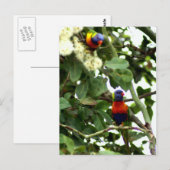 Loriket Briefkaart (Voorkant / Achterkant)
