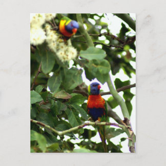 Loriket Briefkaart