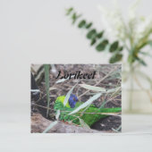 Loriket Briefkaart (Staand voorkant)