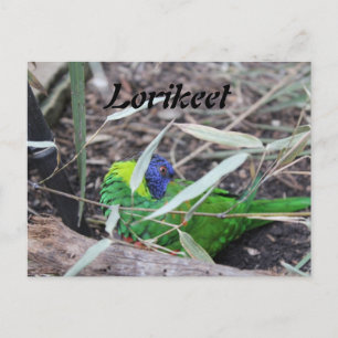 Loriket Briefkaart