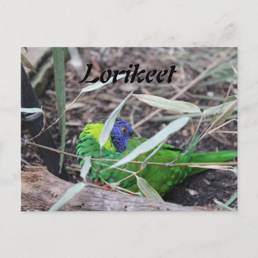 Loriket Briefkaart (Voorkant)