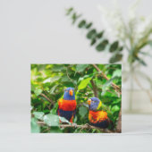 Loriket parrot briefkaart (Staand voorkant)