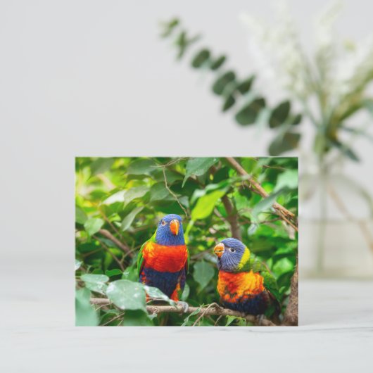 Loriket parrot briefkaart (Staand voorkant)