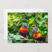 Loriket parrot briefkaart (Voorkant / Achterkant)