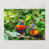 Loriket parrot briefkaart (Voorkant)