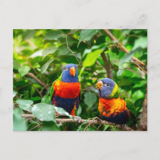 Loriket parrot briefkaart (Voorkant)