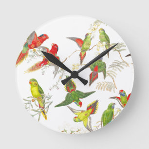 Loriket Parrot Vogels Wilde Levensdieren Ronde Klok