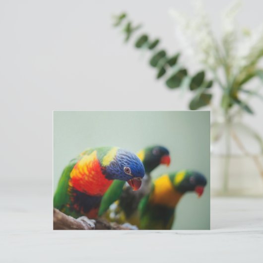 Loriket Parrots Briefkaart (Staand voorkant)