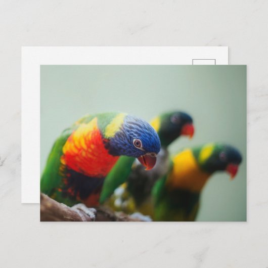 Loriket Parrots Briefkaart (Voorkant / Achterkant)