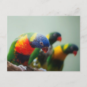 Loriket Parrots Briefkaart