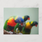 Loriket Parrots Briefkaart (Voorkant)