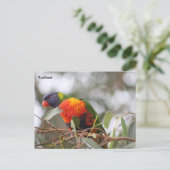 Loriketvogel Briefkaart (Staand voorkant)