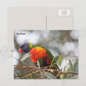 Loriketvogel Briefkaart (Voorkant / Achterkant)