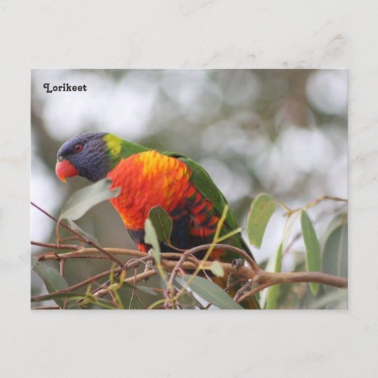 Loriketvogel Briefkaart (Voorkant)