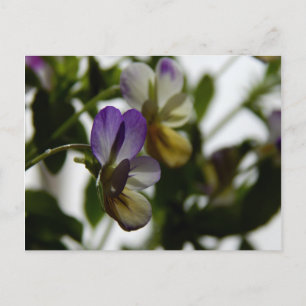 Lorraine's Viola Briefkaart