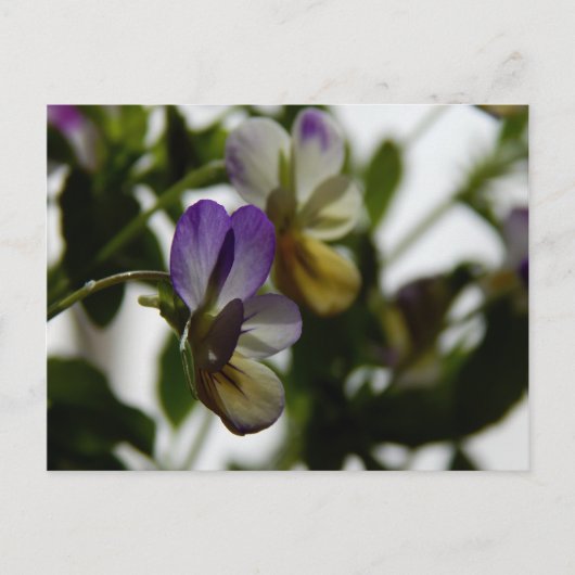 Lorraine's Viola Briefkaart (Voorkant)