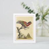  Lory Parrot Bird met zwarte kap Briefkaart (Staand voorkant)