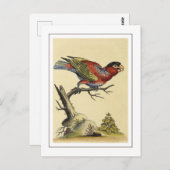  Lory Parrot Bird met zwarte kap Briefkaart (Voorkant / Achterkant)