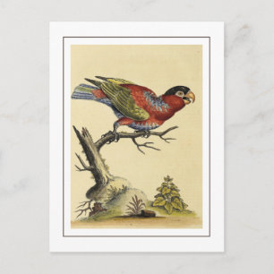 Lory Parrot Bird met zwarte kap Briefkaart