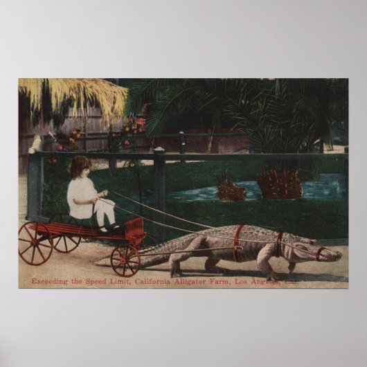 Los Angeles, CAAlligator FarmPulling Girl Poster (Voorkant)