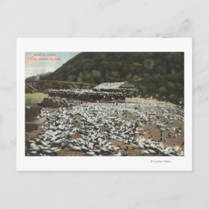 Los Angeles, CaliforniaView of a Pigeon Boerderij Briefkaart