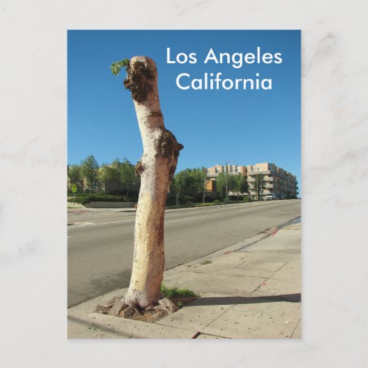 Los Angeles Cool Tree Briefkaart! Briefkaart (Voorkant)