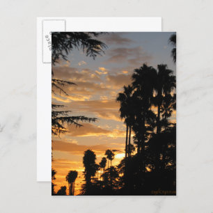 Los Angeles Palm Tree Sunset Briefkaart