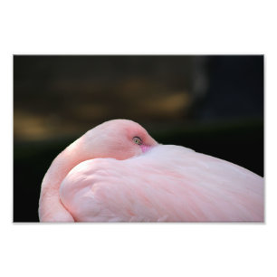 Los Angeles Zoo Foto Afdruk