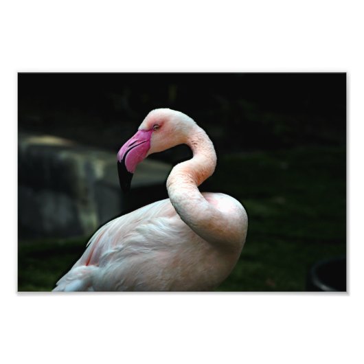 Los Angeles Zoo Foto Afdruk (Voorkant)