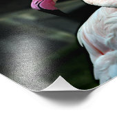 Los Angeles Zoo Foto Afdruk (Hoek)