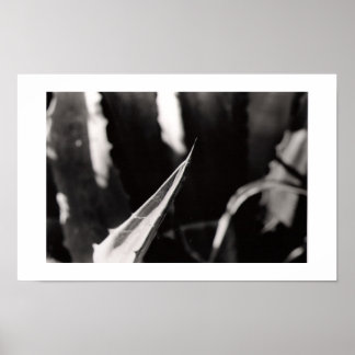 Los Magueyes Poster