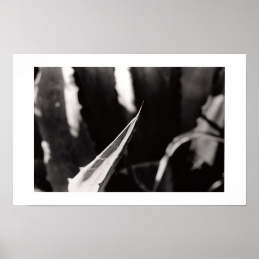 Los Magueyes Poster (Voorkant)