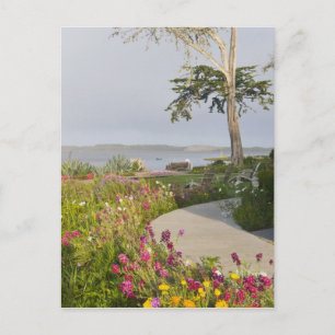 Los Osos en Baywood Park Briefkaart