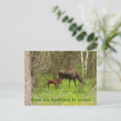 Losse kalveren briefkaart (Staand voorkant)