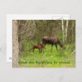 Losse kalveren briefkaart (Voorkant / Achterkant)