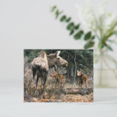 Losse koe met twee kalveren briefkaart (Staand voorkant)