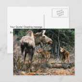 Losse koe met twee kalveren briefkaart (Voorkant / Achterkant)