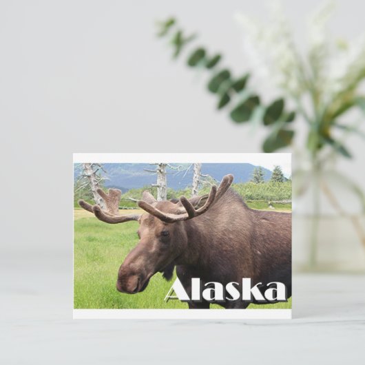 Losse nabij Anchorage, Alaska, Verenigde Staten (o Briefkaart (Staand voorkant)