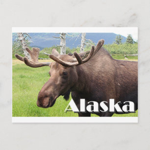 Losse nabij Anchorage, Alaska, Verenigde Staten (o Briefkaart