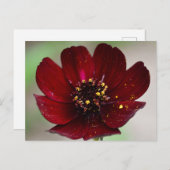 Lossig gekleurd chocolade kosmos briefkaart (Voorkant / Achterkant)