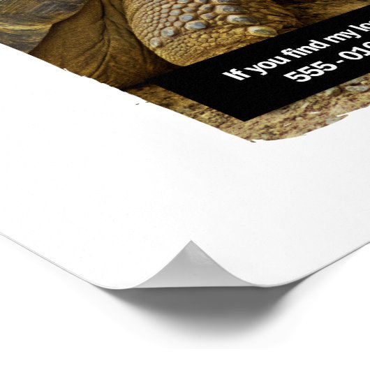 Lost Dog DOOBY Poster (Hoek)