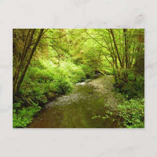 Lost Man Creek I in Redwood National Park Briefkaart