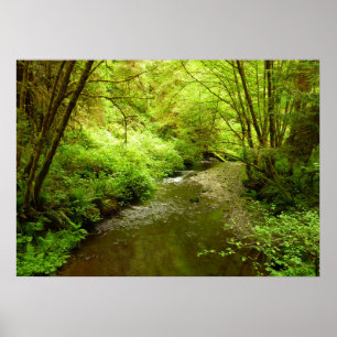 Lost Man Creek I in Redwood National Park Poster
