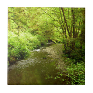 Lost Man Creek I in Redwood National Park Tegeltje