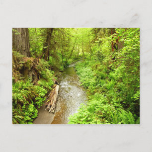 Lost Man Creek II in Redwood National Park Briefkaart