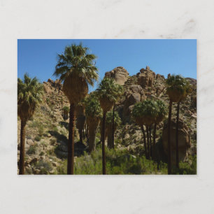 Lost Palms Oasis I in het Nationaal Park Joshua Tr Briefkaart