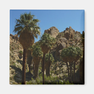 Lost Palms Oasis I in het Nationaal Park Joshua Tr Magneet
