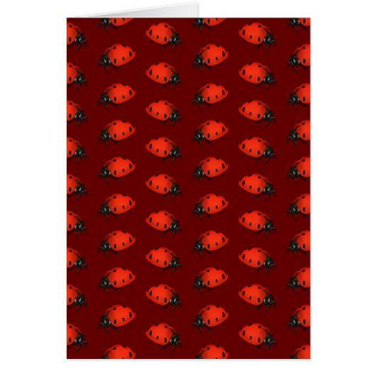 Lot Ladybugs (Voorkant)